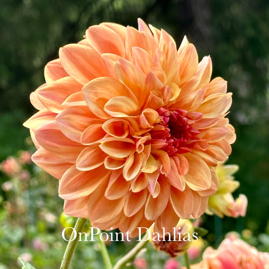 Ferncliff Copper
