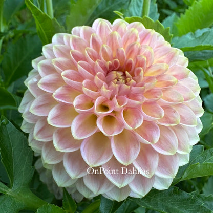 20th Ave Softer Peach