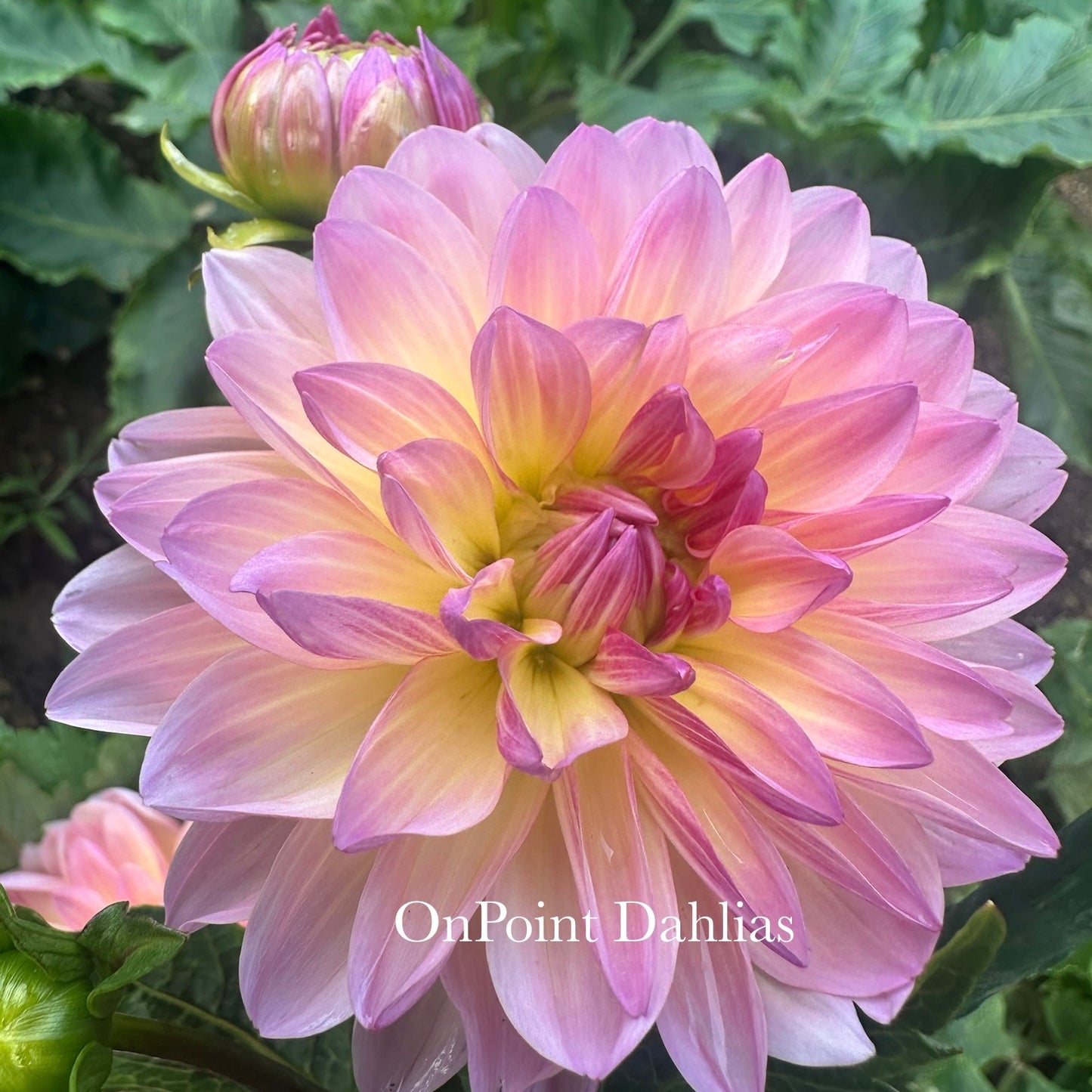 Sandia Bliss (Limit 1)