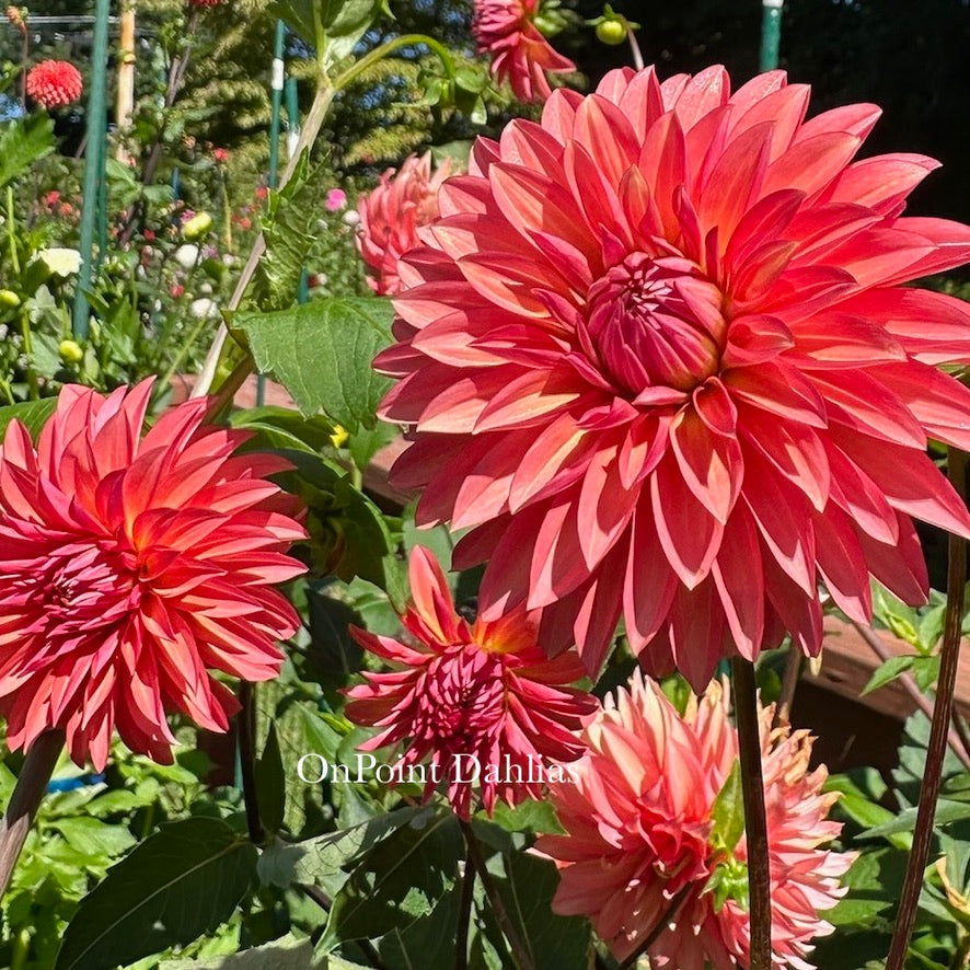 Sandia Ruthie